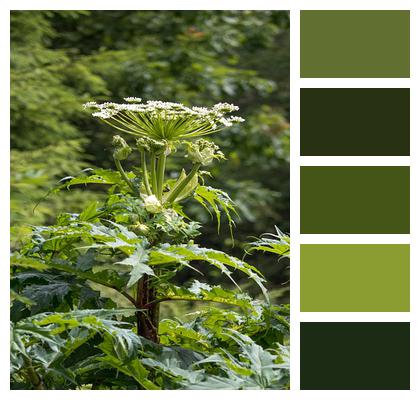 Hogweed Nature Poisonous Plant Image